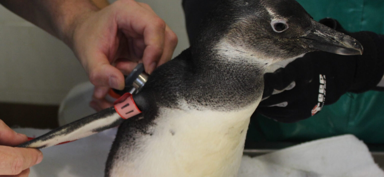 SANCCOB’s First Penguin Blood Transfusion – Penguin Becomes Valentine ...